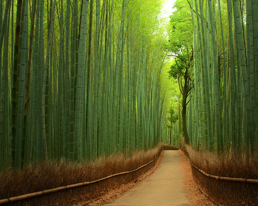 Pathway through a dense bamboo forest with a bamboo fence. Home bamboo forest path landscape view | American Glass and Door